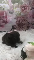 AKC Buffy’s choc girl, a female Shih Tzu for sale in Tahlequah, OK – 2 of 4