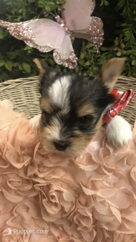 AKC zoeys red band boy – Yorkshire Terrier puppy for sale in Tahlequah, OK