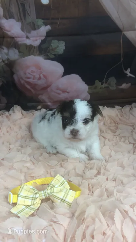 AKC Lainey’s yellow band boy – Yorkshire Terrier puppy for sale in Tahlequah, OK