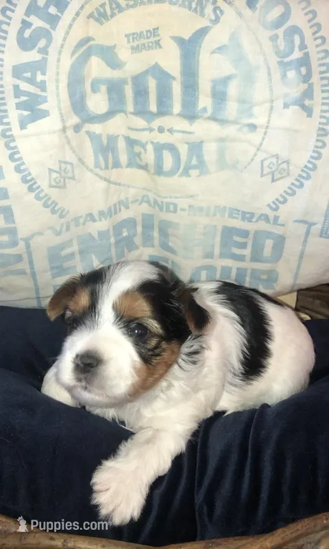 AKC Parti boy – Yorkshire Terrier puppy for sale in Tahlequah, OK