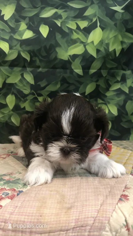 AKC Buffy’s red band boy – Shih Tzu puppy for sale in Tahlequah, OK