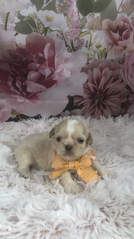 AKC Buffys orange band boy – Shih Tzu puppy for sale in Tahlequah, OK