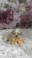 AKC Buffys orange band boy, a male Shih Tzu for sale in Tahlequah, OK – 1 of 5