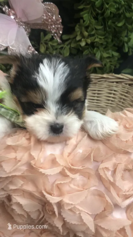 AKC zoeys green band boy – Yorkshire Terrier puppy for sale in Tahlequah, OK