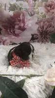 AKC Buffy’s red band boy, a male Shih Tzu for sale in Tahlequah, OK – 5 of 5