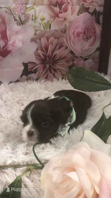 AKC Buffy’s green band boy – Shih Tzu puppy for sale in Tahlequah, OK