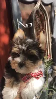 AKC zoeys red band boy, a male Yorkshire Terrier for sale in Tahlequah, OK – 2 of 8
