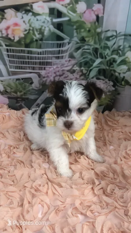 AKC Lainey’s yellow band boy – Yorkshire Terrier puppy for sale in Tahlequah, OK