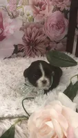 AKC Buffy’s green band boy, a male Shih Tzu for sale in Tahlequah, OK – 4 of 4