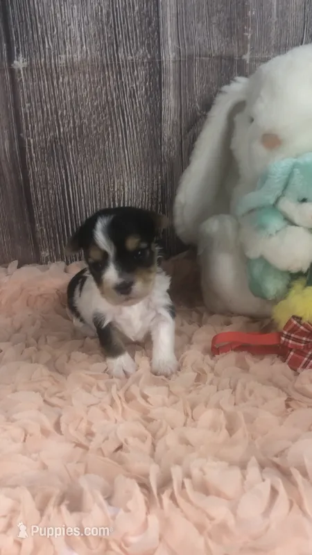 AKC zoeys red band boy – Yorkshire Terrier puppy for sale in Tahlequah, OK
