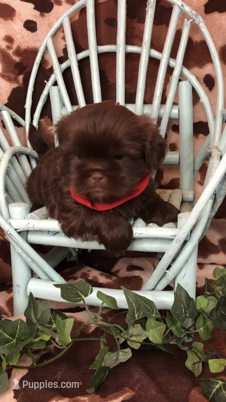 AKC Ivys Choc. Boy  – Shih Tzu puppy for sale in Tahlequah, OK