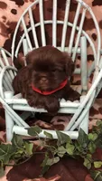 AKC Ivys Choc. Boy , a male Shih Tzu for sale in Tahlequah, OK – 1 of 5