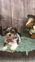 AKC zoeys red band boy, a male Yorkshire Terrier for sale in Tahlequah, OK – 6 of 8