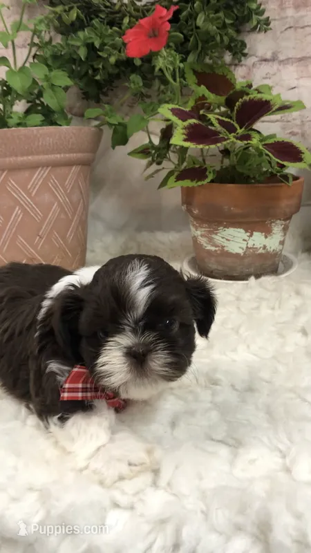 AKC Buffy’s red band boy – Shih Tzu puppy for sale in Tahlequah, OK