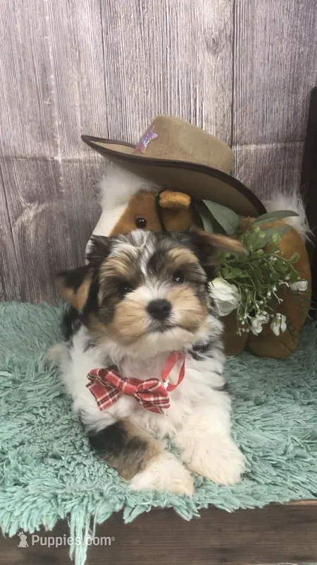 AKC zoeys red band boy – Yorkshire Terrier puppy for sale in Tahlequah, OK