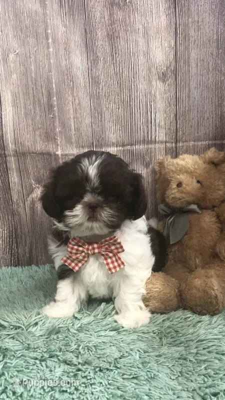 AKC Buffy’s red band boy – Shih Tzu puppy for sale in Tahlequah, OK