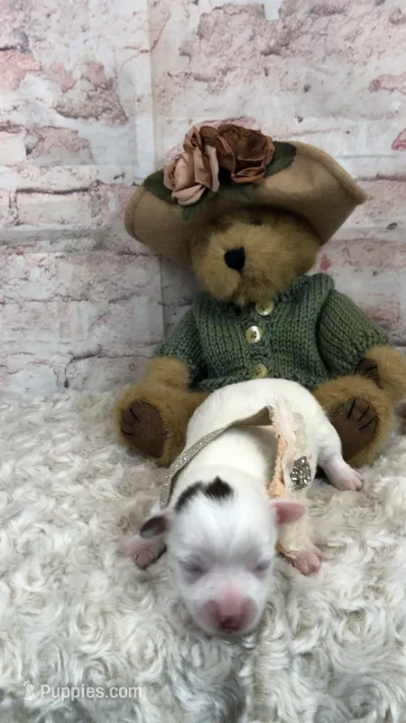 AKC white and do choc girl – Yorkshire Terrier puppy for sale in Tahlequah, OK