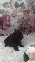 AKC Buffy’s choc girl, a female Shih Tzu for sale in Tahlequah, OK – 4 of 4