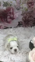 AKC Buffy’s cream girl, a female Shih Tzu for sale in Tahlequah, OK – 2 of 5