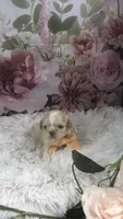 AKC Buffys orange band boy, a male Shih Tzu for sale in Tahlequah, OK – 2 of 5
