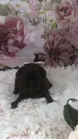 AKC Buffy’s choc girl, a female Shih Tzu for sale in Tahlequah, OK – 3 of 4