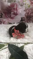 AKC Buffy’s red band boy, a male Shih Tzu for sale in Tahlequah, OK – 2 of 5