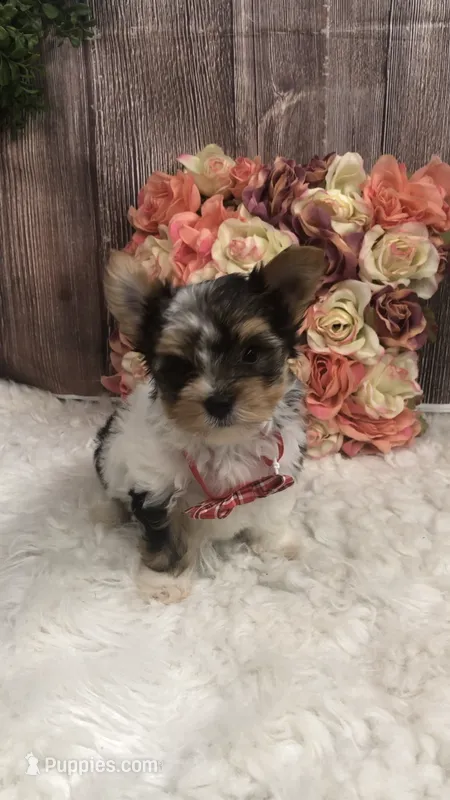 AKC zoeys red band boy – Yorkshire Terrier puppy for sale in Tahlequah, OK