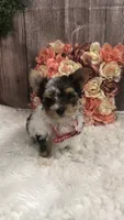 AKC zoeys red band boy, a male Yorkshire Terrier for sale in Tahlequah, OK – 8 of 8