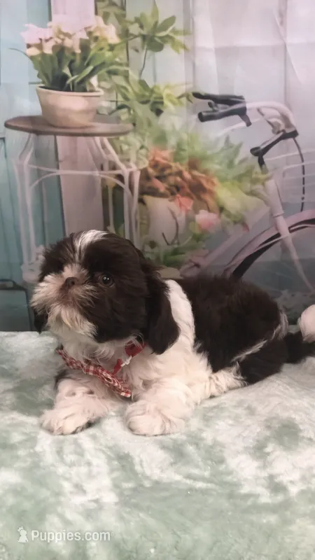 AKC Buffy’s red band boy – Shih Tzu puppy for sale in Tahlequah, OK