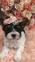 AKC Parti girl, a female Yorkshire Terrier for sale in Tahlequah, OK – 1 of 4