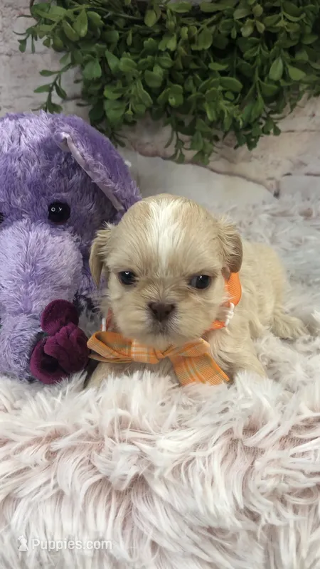 AKC Buffys orange band boy – Shih Tzu puppy for sale in Tahlequah, OK