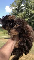 AKC TINY girl , a female Yorkshire Terrier for sale in Tahlequah, OK – 3 of 6