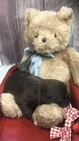 AKC Ivys Choc. Boy , a male Shih Tzu for sale in Tahlequah, OK – 4 of 4