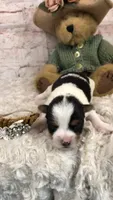 AKC Parti girl, a female Yorkshire Terrier for sale in Tahlequah, OK – 3 of 5