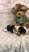 AKC Parti girl, a female Yorkshire Terrier for sale in Tahlequah, OK – 2 of 5
