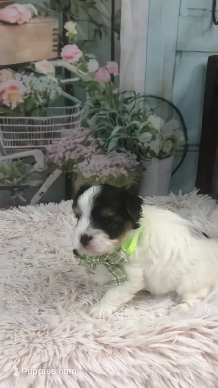 AKC zoeys green band boy – Yorkshire Terrier puppy for sale in Tahlequah, OK