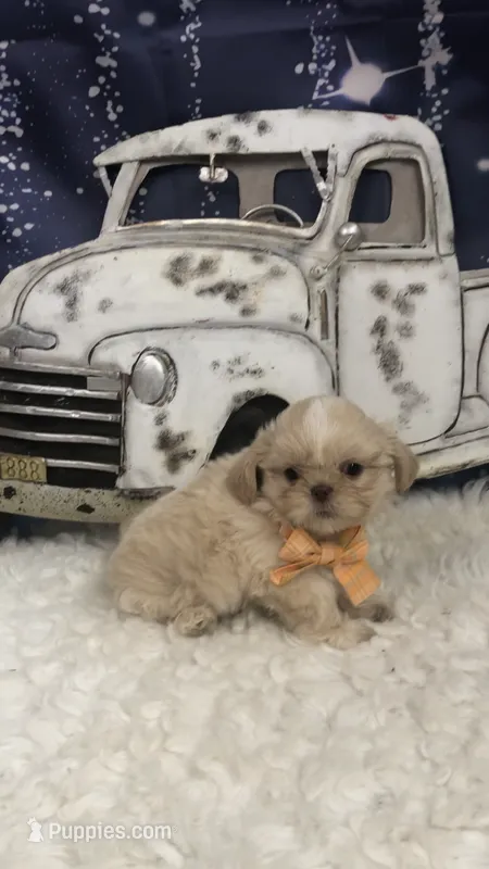 AKC Buffys orange band boy – Shih Tzu puppy for sale in Tahlequah, OK