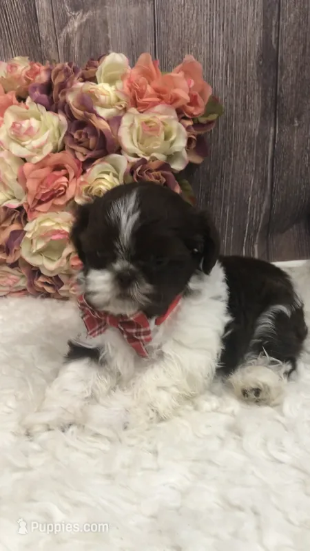 AKC Buffy’s red band boy – Shih Tzu puppy for sale in Tahlequah, OK