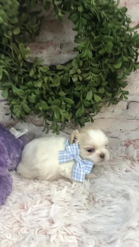 AKC Buffy’s Blue band boy – Shih Tzu puppy for sale in Tahlequah, OK
