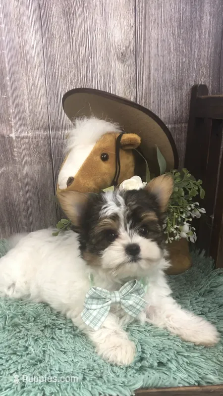 AKC zoeys green band boy – Yorkshire Terrier puppy for sale in Tahlequah, OK