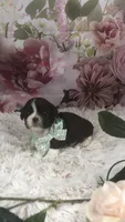 AKC Buffy’s green band boy, a male Shih Tzu for sale in Tahlequah, OK – 3 of 4