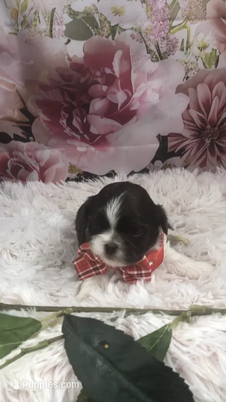 AKC Buffy’s red band boy – Shih Tzu puppy for sale in Tahlequah, OK