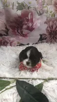 AKC Buffy’s red band boy, a male Shih Tzu for sale in Tahlequah, OK – 1 of 5