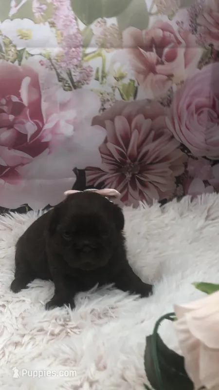 AKC Buffy’s choc girl – Shih Tzu puppy for sale in Tahlequah, OK