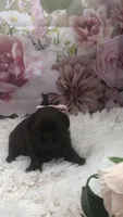 AKC Buffy’s choc girl, a female Shih Tzu for sale in Tahlequah, OK – 1 of 4
