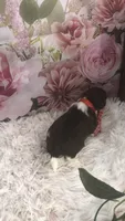 AKC Buffy’s red band boy, a male Shih Tzu for sale in Tahlequah, OK – 3 of 5