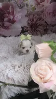 AKC Buffy’s cream girl, a female Shih Tzu for sale in Tahlequah, OK – 1 of 5