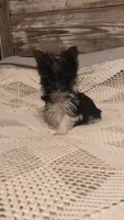 AKC toy parti girl, a female Yorkshire Terrier for sale in Tahlequah, OK – Photo 2 of 4