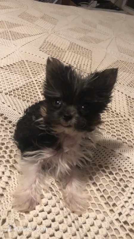 AKC toy parti girl, a female Yorkshire Terrier for sale in Tahlequah, OK – Photo 1 of 4