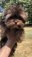AKC TINY girl , a female Yorkshire Terrier for sale in Tahlequah, OK – 2 of 6